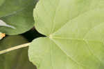 Velvetleaf 